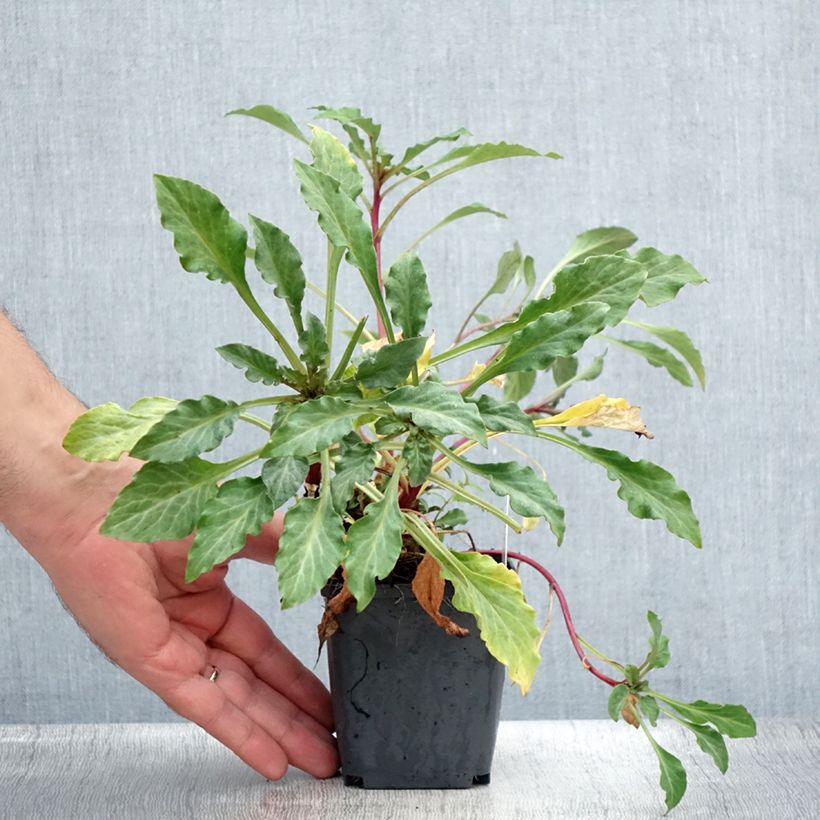 Exemplaar van Lysimachia atropurpurea Beaujolais - Wederik Kweekpotje van 8/9 cm zoals geleverd in de zomer