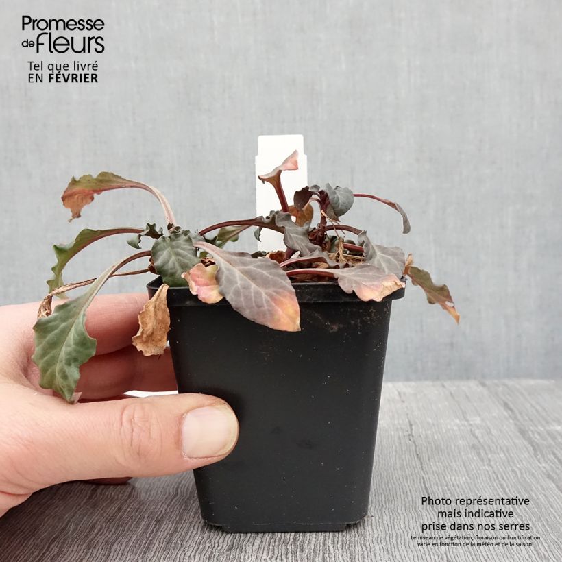 Example of Lysimaque pourpre - Lysimachia atropurpurea Beaujolais Kweekpotje van 8/9 cm as you get in hiver