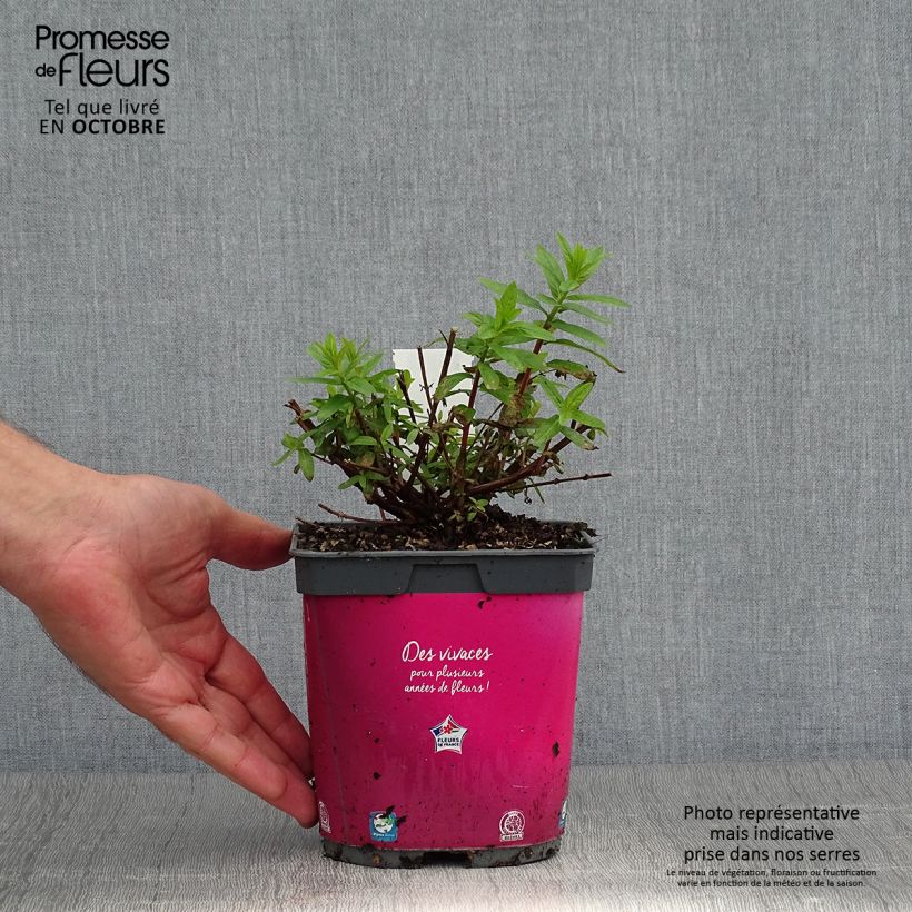 Exemplaar van Lythrum salicaria Robert - Grote kattenstaart Pot van 2 l/3 l zoals geleverd in de herfst