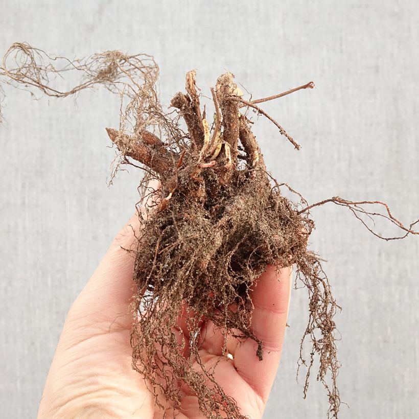 Exemplaar van Lythrum salicaria - Grote kattenstaart Naakte wortel zoals geleverd in de winter