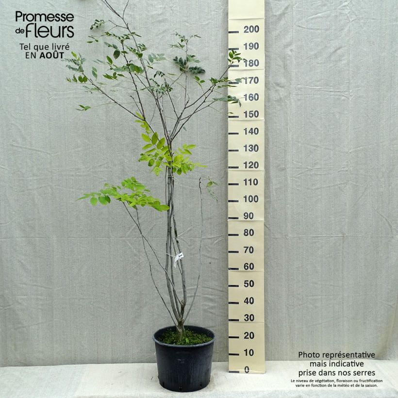 Exemplaar van Maackia amurensis - Japanse zilverboom Pot van 18 l/20 l zoals geleverd in de zomer