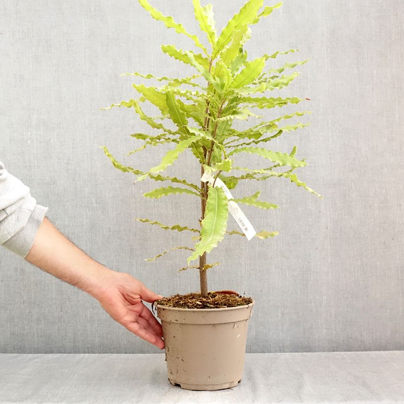 Exemplaar van Macadamia Beaumont - Macadamianoot Pot van 4 l/5 l zoals geleverd in de herfst