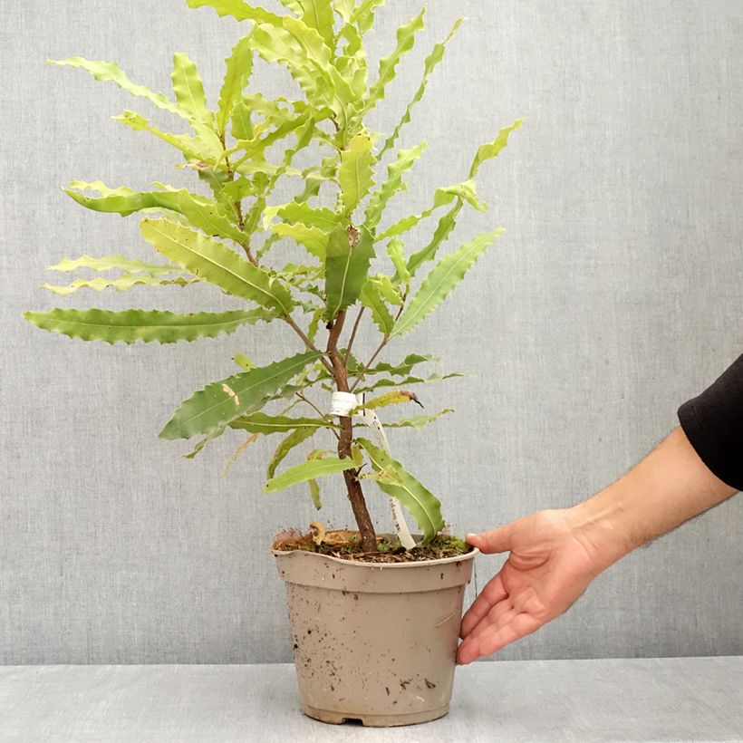 Exemplaar van Macadamia Beaumont - Macadamianoot Pot van 4 l/5 l zoals geleverd in de zomer