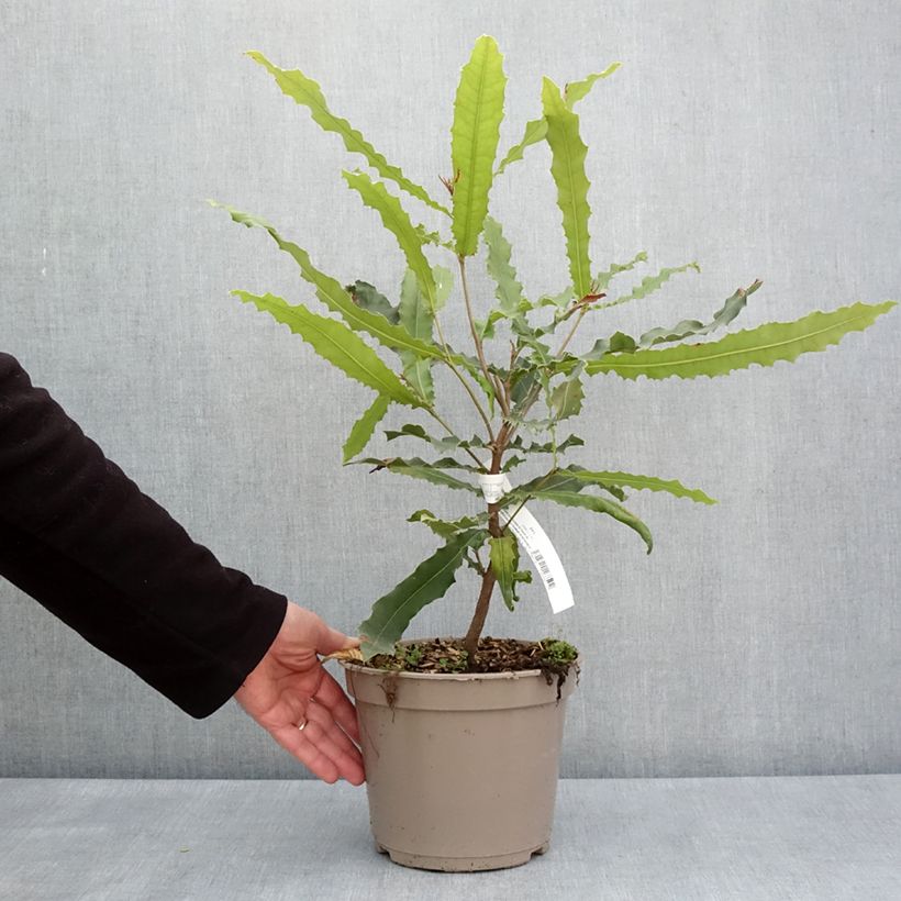 Exemplaar van Macadamia Beaumont - Macadamianoot Pot van 4 l/5 l zoals geleverd in de lente