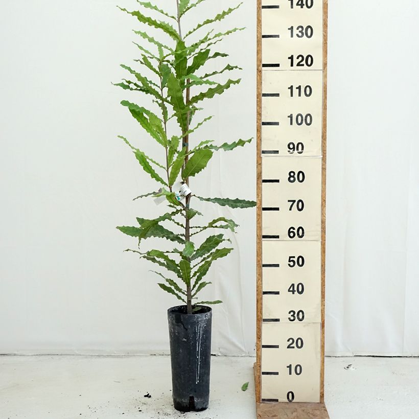 Exemplaar van Macadamia integrifolia - Macadamianoot Pot van 4 l/5 l zoals geleverd in de herfst