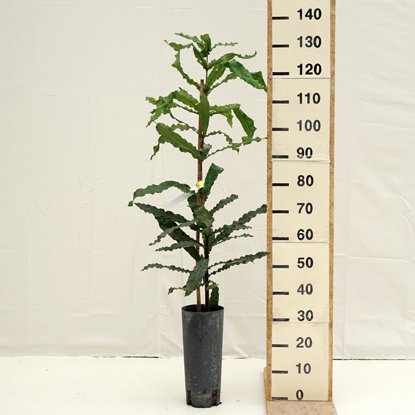 Example of Macadamia integrifolia - Noix de Macadamia Pot van 4 l/5 l as you get in printemps