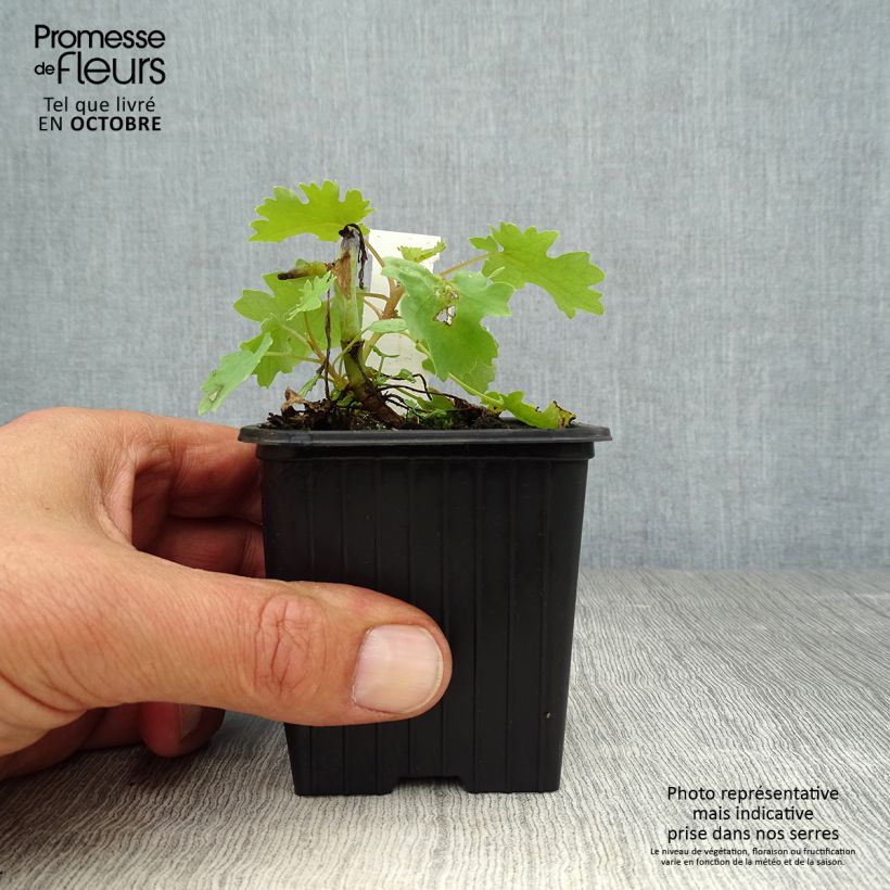 Exemplaar van Macleaya cordata - Pluimpapaver Kweekpotje van 8/9 cm zoals geleverd in de herfst