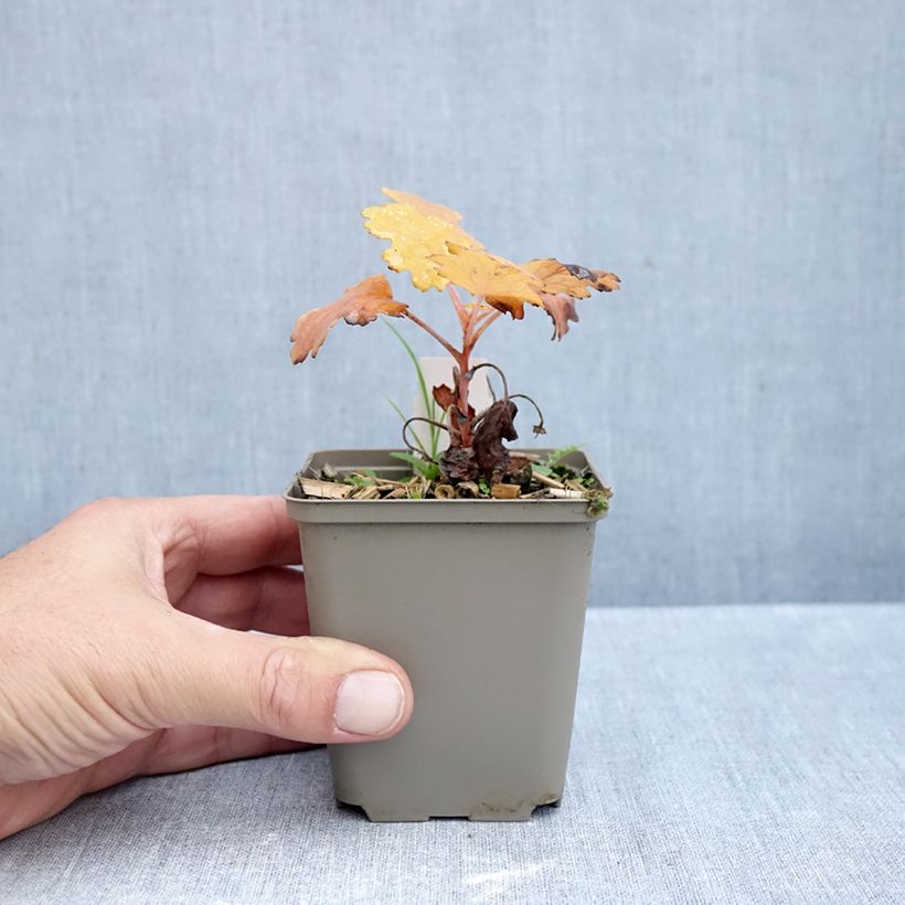Exemplaar van Macleaya microcarpa Kelway's Coral Plume - Pluimpapaver Kweekpotje van 8/9 cm zoals geleverd in de herfst