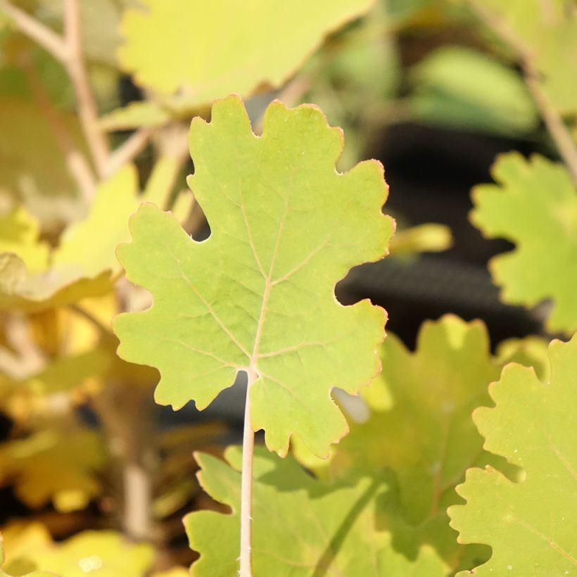 Macleaya microcarpa Kelway's Coral Plume - Pluimpapaver (Blad)