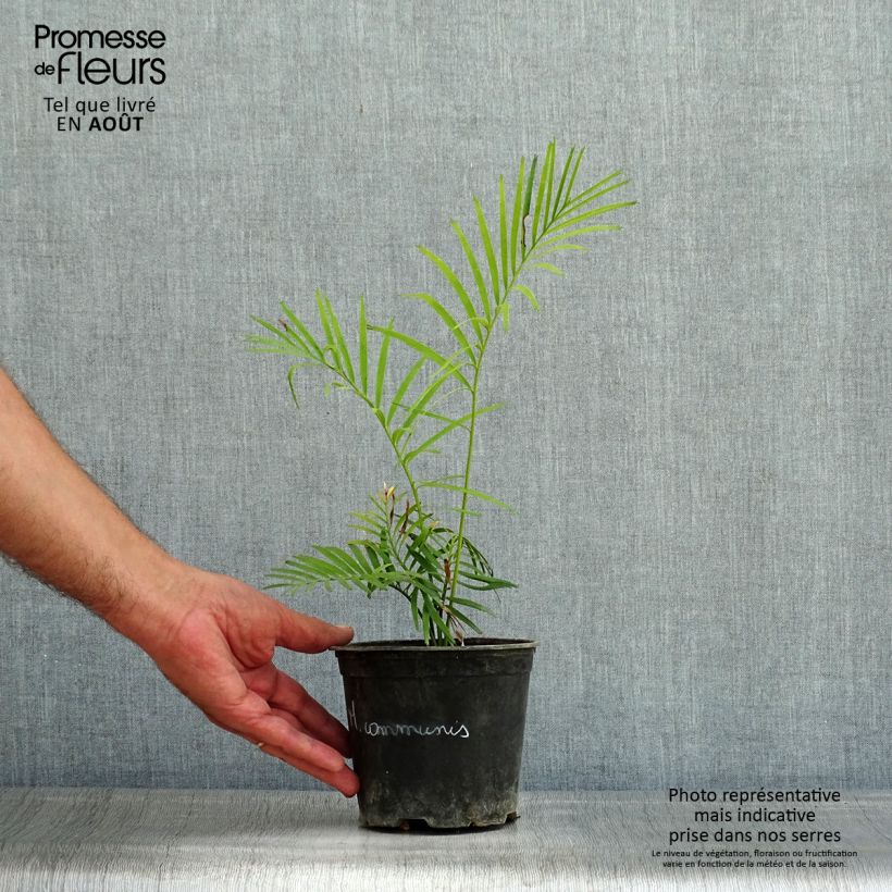 Exemplaar van Macrozamia communis - Macrozamia Pot van 12 cm / 13 cm zoals geleverd in de zomer