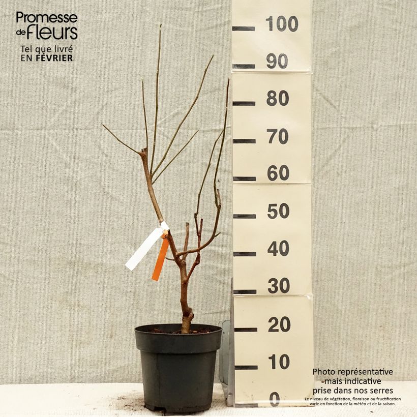 Example of Magnolia acuminata Blue Baby - Beverboom Pot van 6 l/7 l as you get in hiver