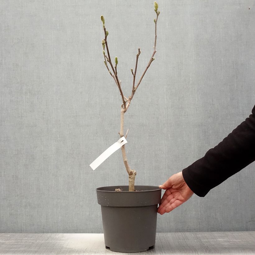 Exemplaar van Magnolia acuminata Blue Baby - Beverboom Pot van 6 l/7 l zoals geleverd in de lente