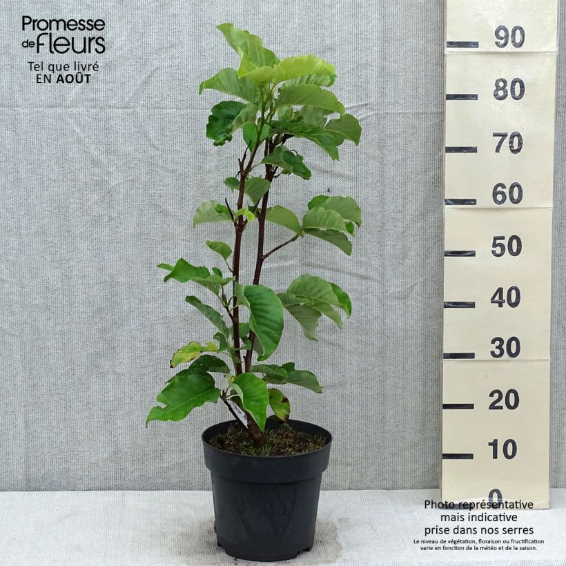 Exemplaar van Magnolia acuminata Blue Opal - Beverboom Pot van 7,5 l/10 l zoals geleverd in de zomer