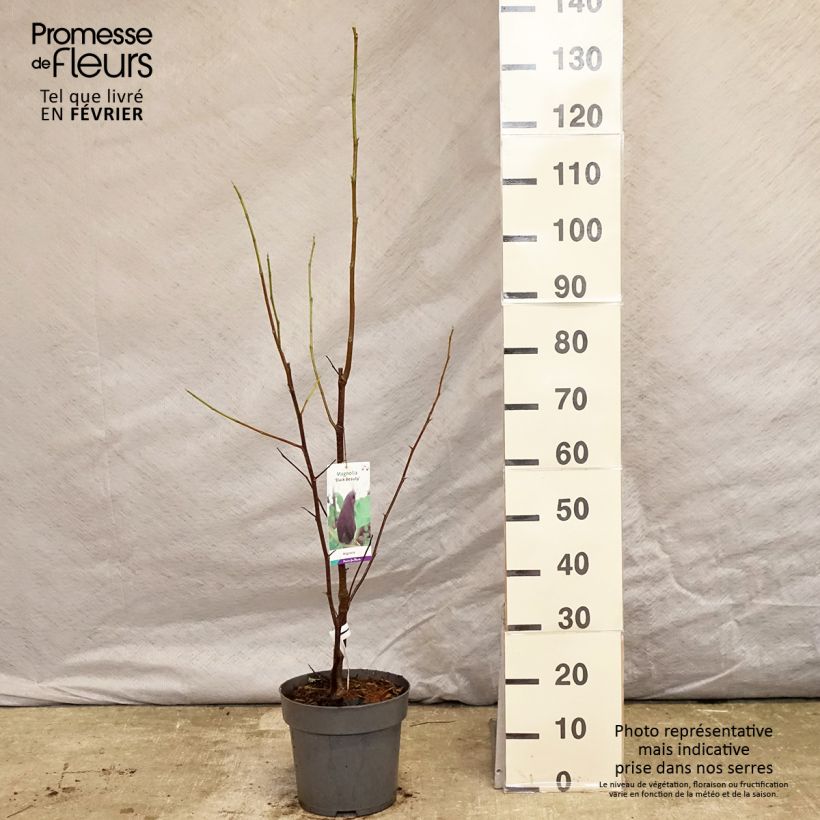 Example of Magnolia Black Beauty - Beverboom Pot van 6 l/7 l as you get in hiver