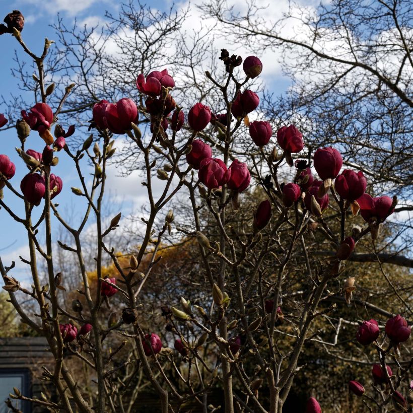 Magnolia Black Tulip - Beverboom (Plant habit)