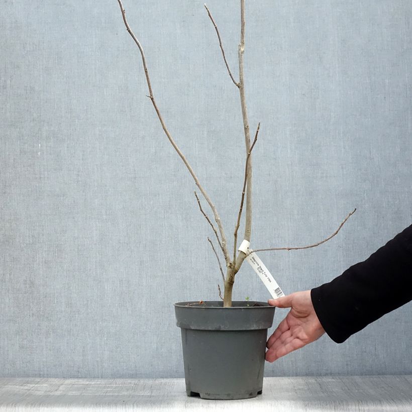 Exemplaar van Magnolia Black Tulip - Beverboom Pot van 4 l/5 l zoals geleverd in de herfst