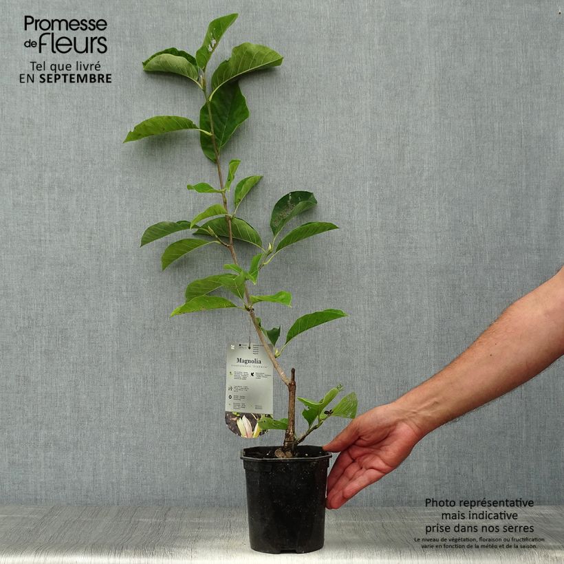 Exemplaar van Magnolia brooklynensis Eva Maria - Beverboom Pot van 2 l/3 l zoals geleverd in de herfst