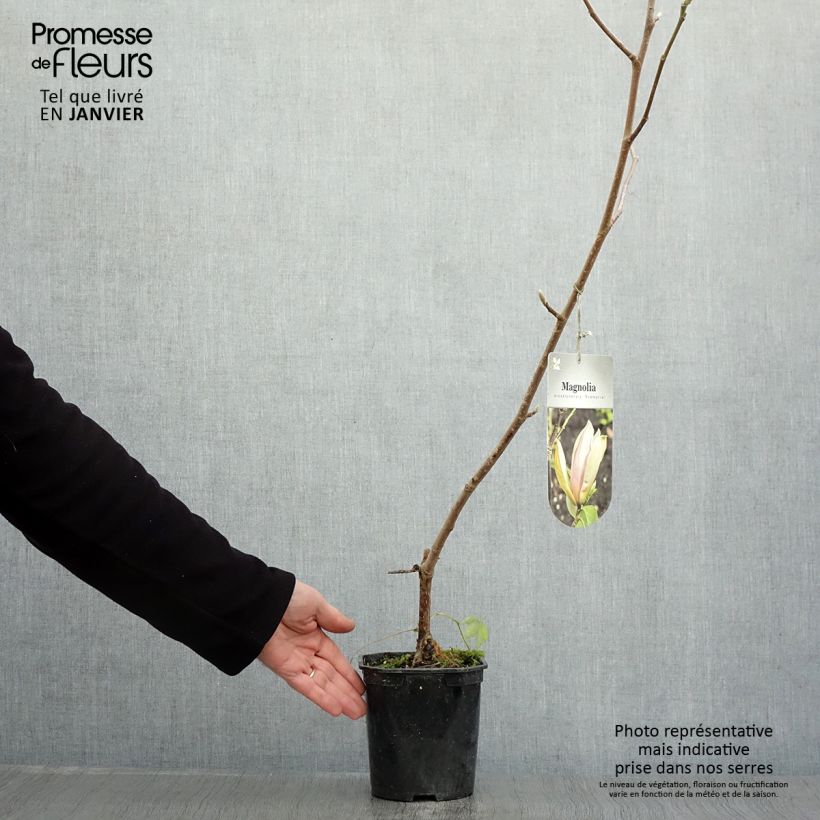 Example of Magnolia brooklynensis Eva Maria Pot van 2 l/3 l as you get in hiver