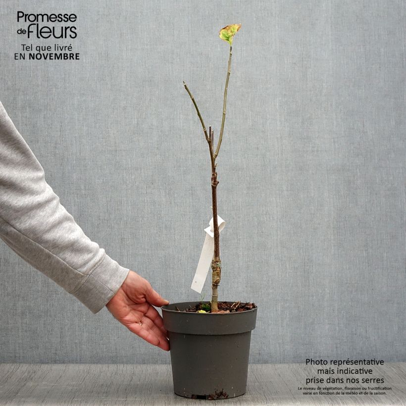 Exemplaar van Magnolia brooklynensis Yellow Bird - Beverboom Pot van 3 l/4 l zoals geleverd in de herfst
