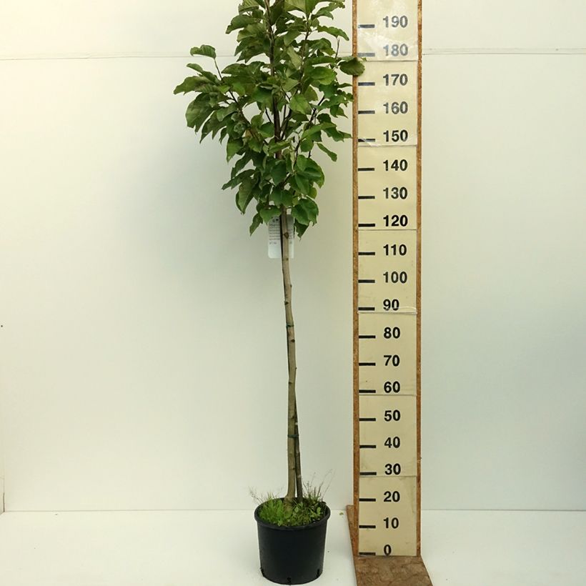 Exemplaar van Magnolia denudata Double Diamond - Oosterse magnolia Pot van 7,5 l/10 l zoals geleverd in de zomer