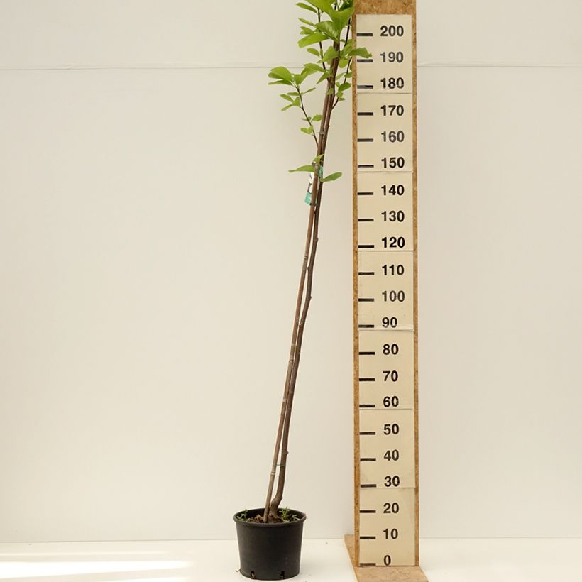 Example of Magnolia denudata Double Diamond - Magnolia Yulan Pot van 7,5 l/10 l as you get in printemps