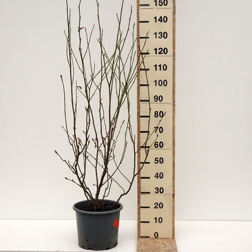 Example of Magnolia denudata Festirose Pot van 7,5 l/10 l as you get in hiver