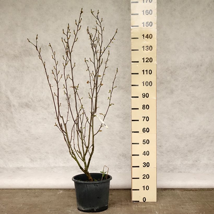 Exemplaar van Magnolia denudata Festirose - Oosterse magnolia Pot van 7,5 l/10 l zoals geleverd in de lente