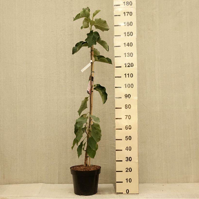 Exemplaar van Magnolia Emperor - Gewone magnolia Pot van 7,5 l/10 l zoals geleverd in de zomer