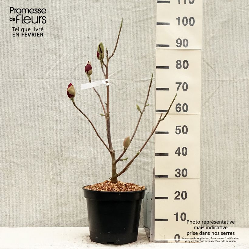 Example of Magnolia Emperor Pot van 7,5 l/10 l as you get in hiver