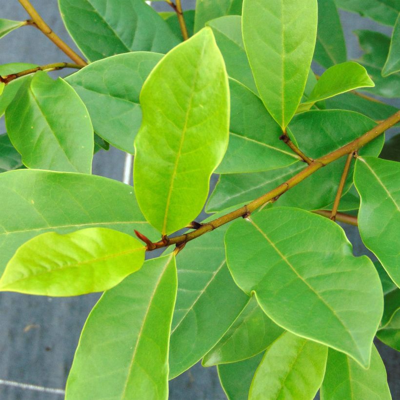 Magnolia Fairy Blush - Bananenstruik (Foliage)