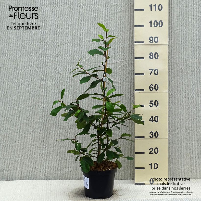 Exemplaar van Magnolia Fairy Blush - Bananenstruik Pot van 4 l/5 l zoals geleverd in de herfst