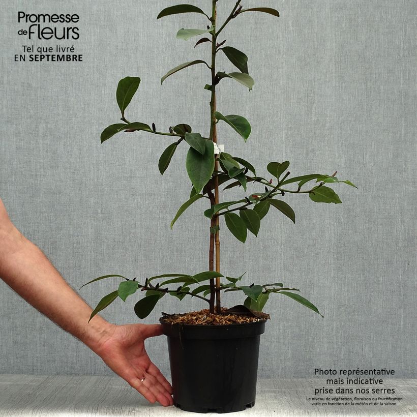 Exemplaar van Magnolia doltsopa Fairy White - Bananenstruik Pot van 4 l/5 l zoals geleverd in de herfst