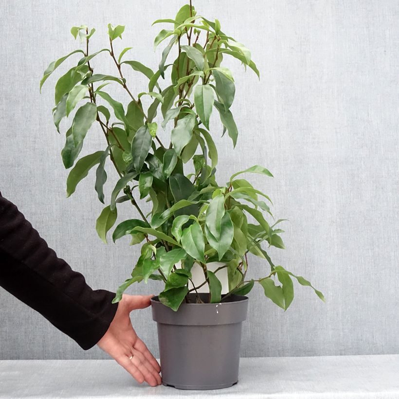 Example of Magnolia figo Stellar Ruby Pot van 3 l/4 l as you get in hiver