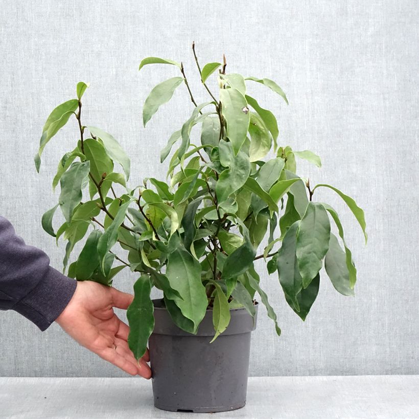 Exemplaar van Magnolia figo Stellar Ruby - Bananenstruik Pot van 3 l/4 l zoals geleverd in de lente