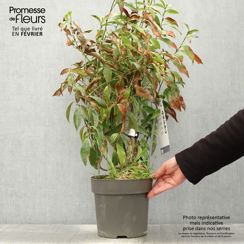 Example of Magnolia figo Stellar Ruby Pot van 6 l/7 l as you get in hiver