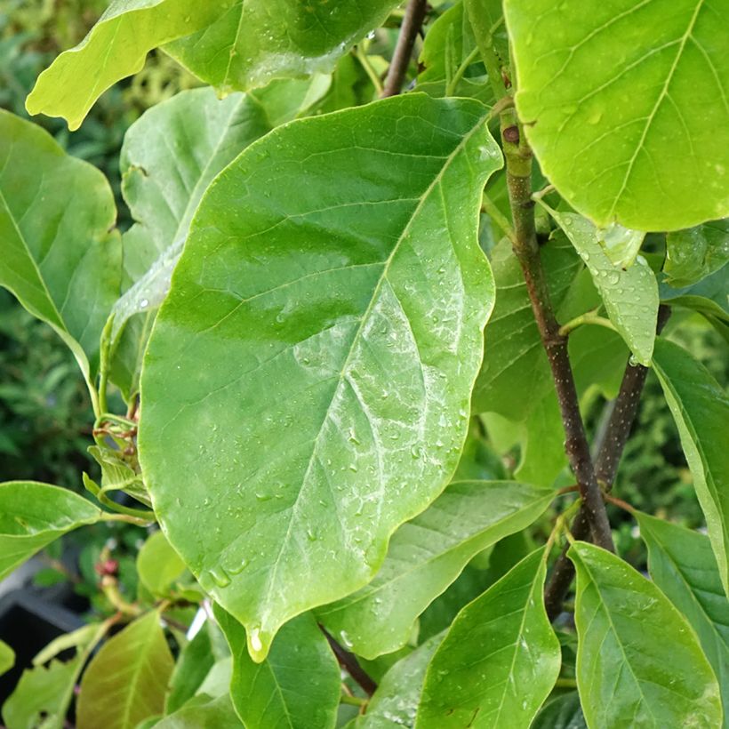 Magnolia Frank's Masterpiece - Gewone magnolia (Blad)