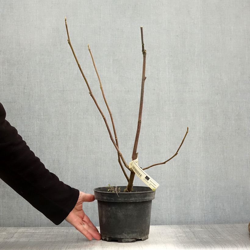 Exemplaar van Magnolia Frank's Masterpiece - Gewone magnolia Pot van 3 l/4 l zoals geleverd in de herfst