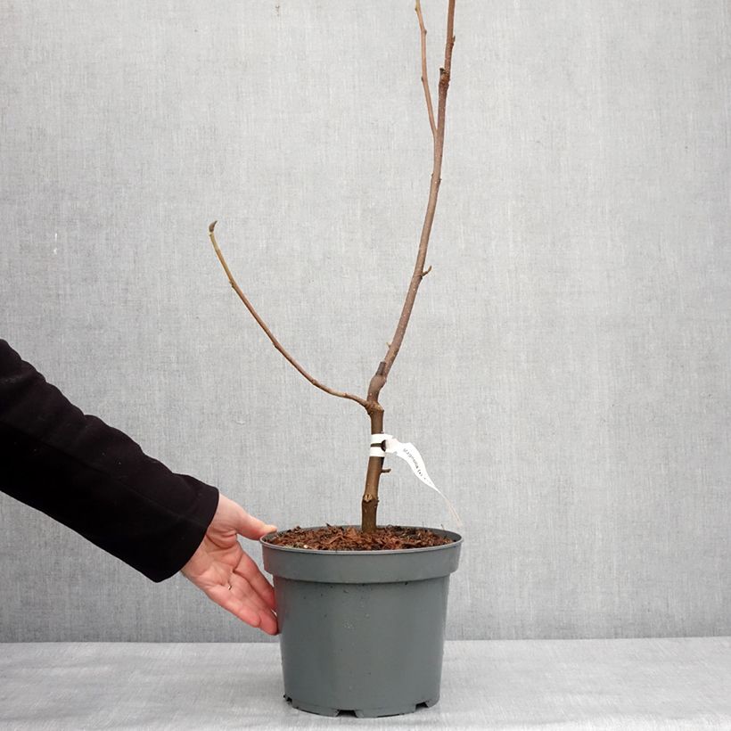 Example of Magnolia Frank's Masterpiece Pot van 3 l/4 l as you get in hiver