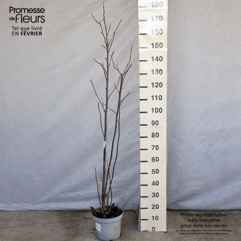 Example of Magnolia Galaxy Pot van 4 l/5 l as you get in hiver