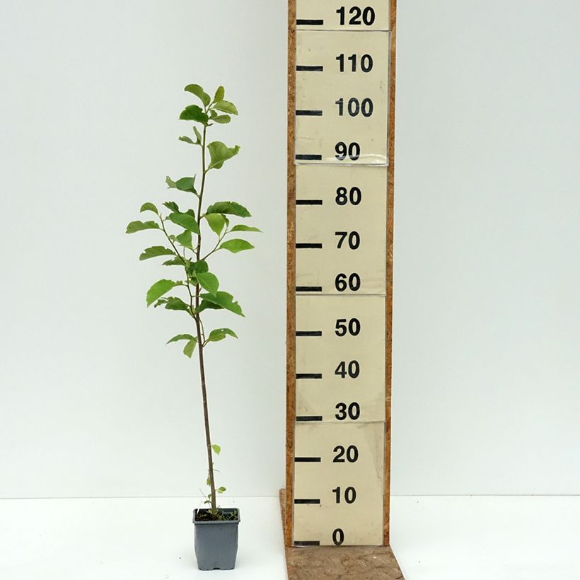 Exemplaar van Magnolia Genie - Beverboom Pot van 12 cm / 13 cm zoals geleverd in de zomer