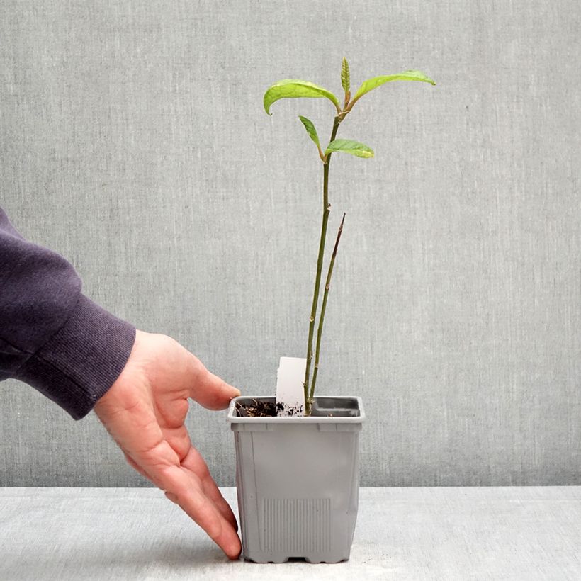 Exemplaar van Magnolia Genie - Beverboom Pot van 12 cm / 13 cm zoals geleverd in de lente