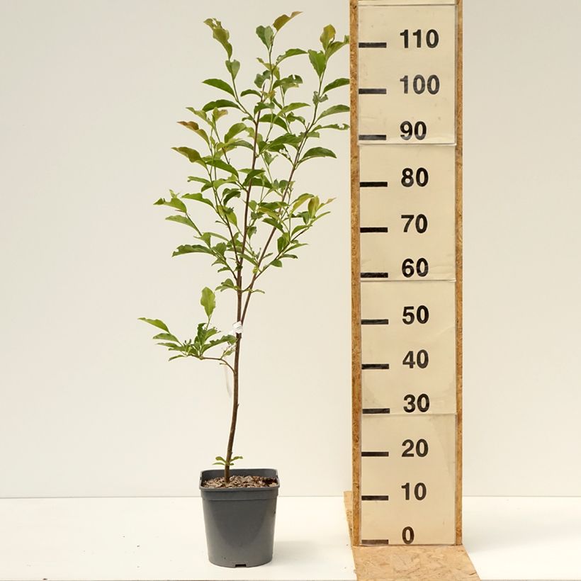 Exemplaar van Magnolia George Henry Kern - Beverboom Pot van 3 l/4 l zoals geleverd in de zomer
