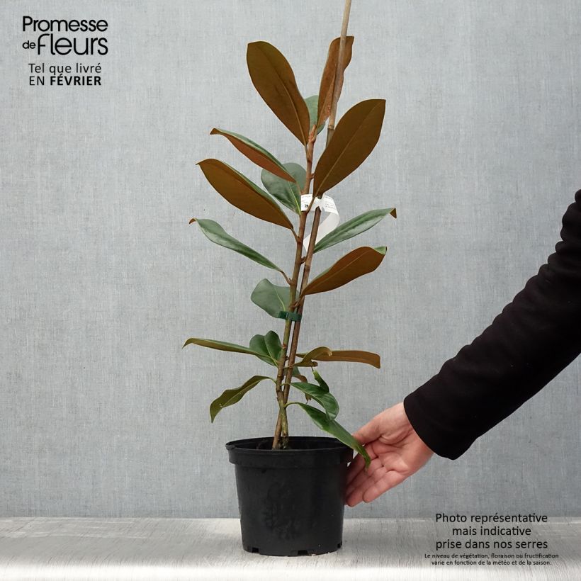Example of Magnolia grandiflora Double Nantais Pot van 1,5 l/2 l as you get in hiver