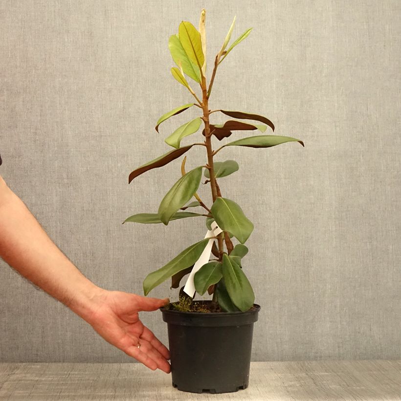 Exemplaar van Magnolia grandiflora Double Nantais - Zuidelijke magnolia Pot van 1,5 l/2 l zoals geleverd in de lente