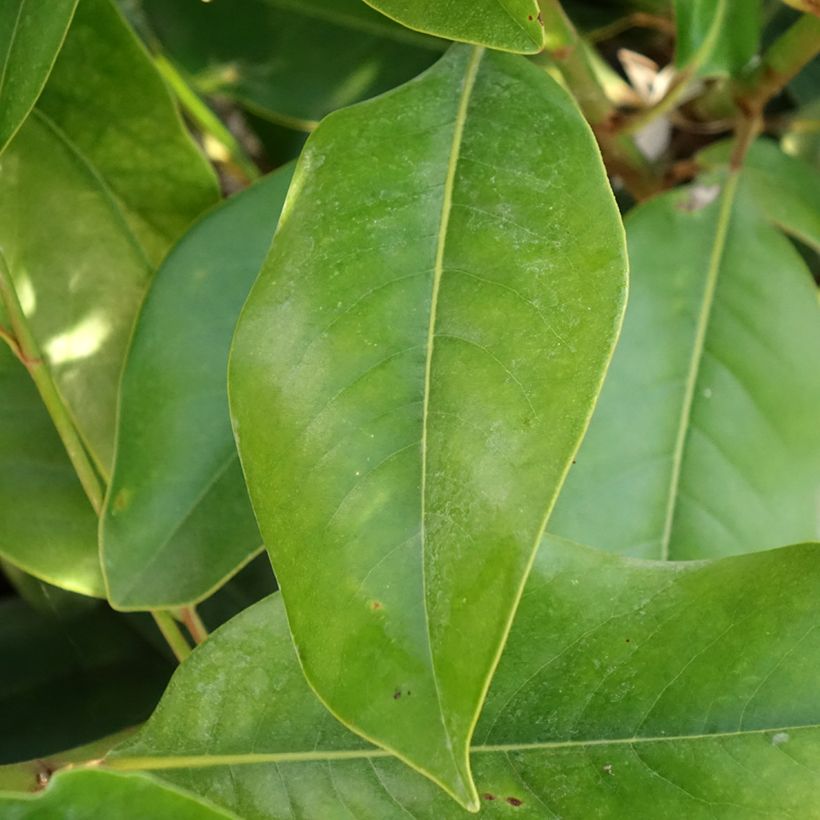 Magnolia grandiflora Double Nantais - Zuidelijke magnolia (Blad)