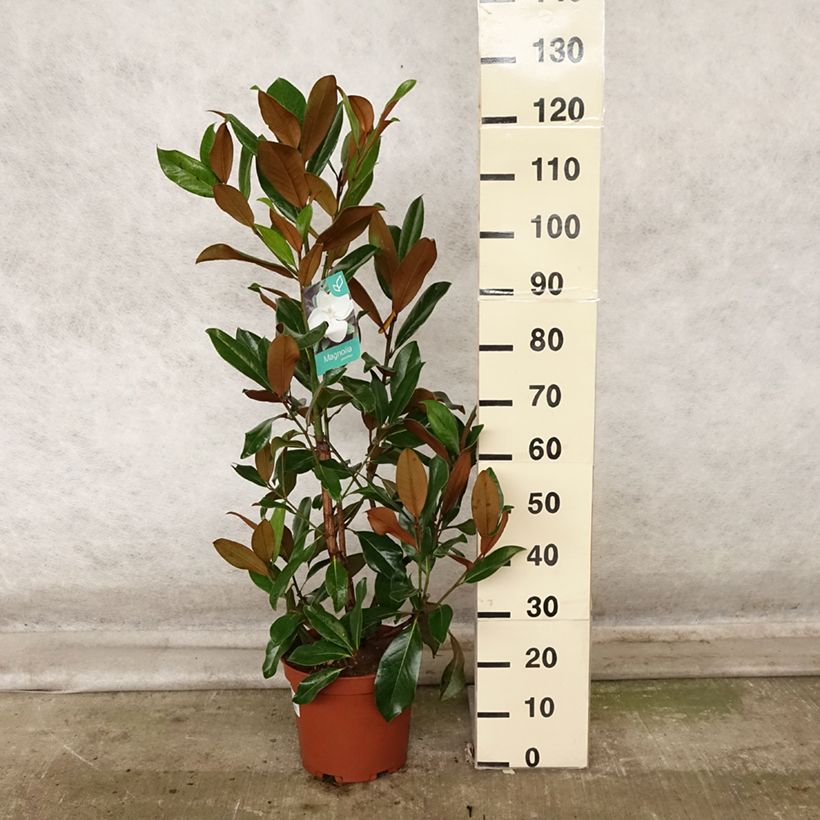 Exemplaar van Magnolia grandiflora Galissonière - Zuidelijke magnolia Pot van 7,5 l/10 l zoals geleverd in de herfst