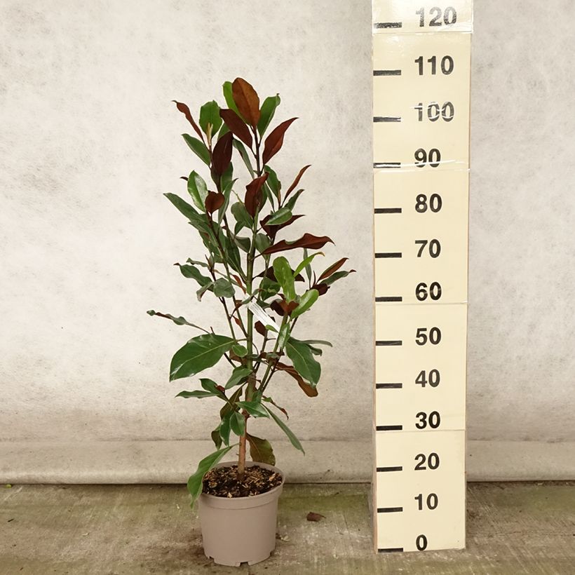 Exemplaar van Magnolia grandiflora Kay Parris - Zuidelijke magnolia Pot van 4 l/5 l zoals geleverd in de zomer