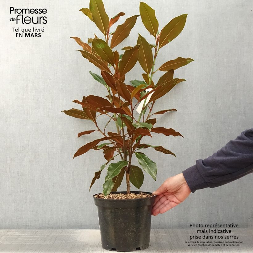Exemplaar van Magnolia grandiflora Kay Parris - Zuidelijke magnolia Pot van 4 l/5 l zoals geleverd in de lente