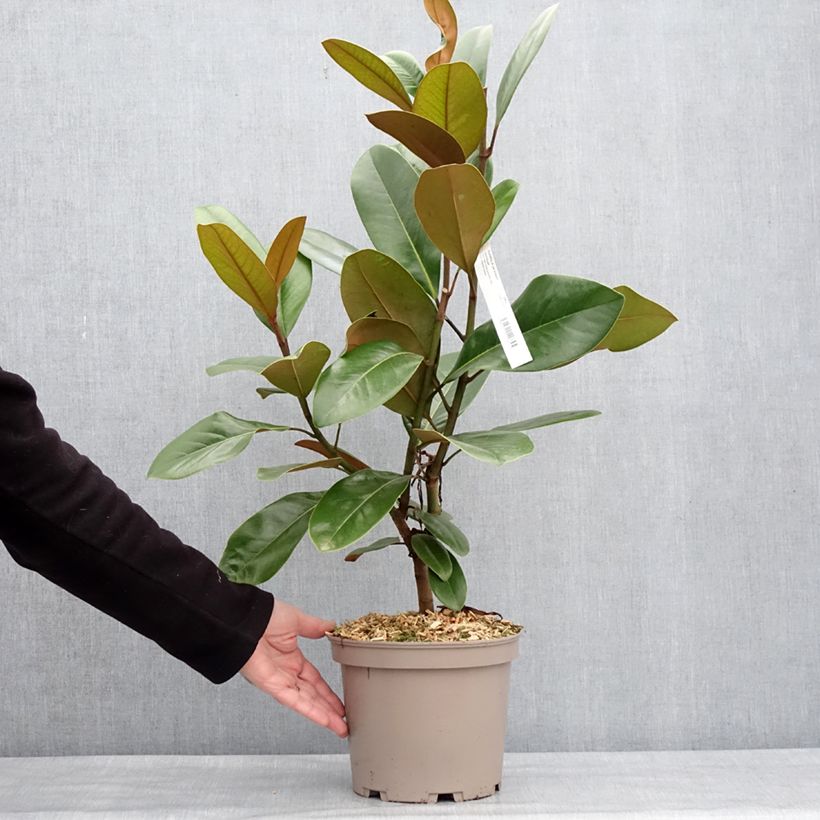 Example of Magnolia grandiflora Mainstreet - Zuidelijke magnolia Pot van 4 l/5 l as you get in hiver