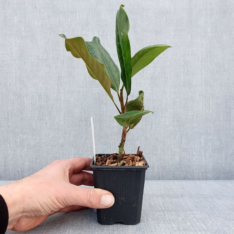 Example of Magnolia grandiflora Mont blanc - Laurier-tulipier Pot van 10 cm/11 cm as you get in hiver